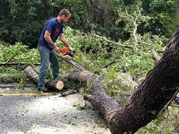 Best Fruit Tree Pruning  in Williamsburg, KY