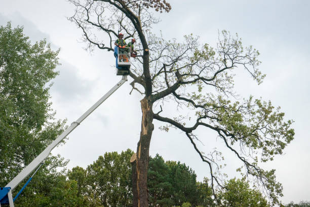 Reliable Williamsburg, KY Tree Services Solutions